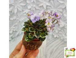 Heavenly Girl (Хевенли Гел), H.Pittman (пестролистный гёрл)