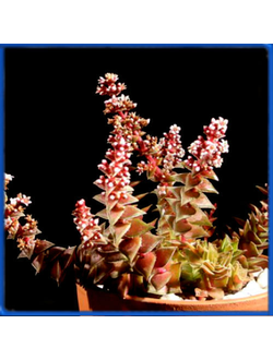Crassula corymbulosa