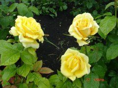 Мохана (Mohana ),  Ч/Г, Hans Jürgen Evers