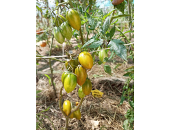 Томат Хаки полосатый