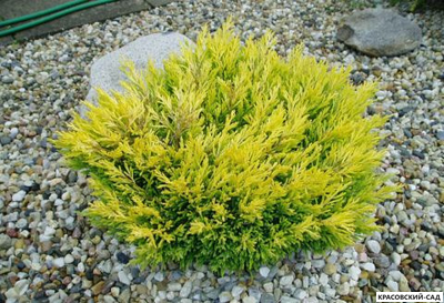 Можжевельник горизонтальный Лайм Глоу