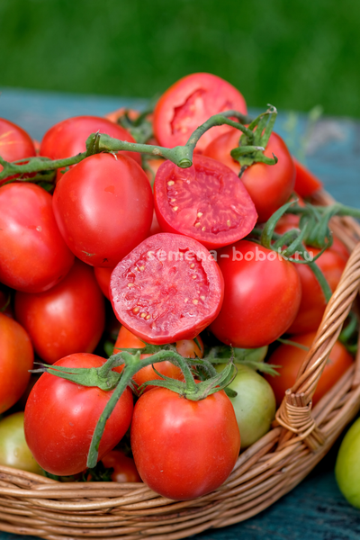 Томат Царица Полей, 10 шт