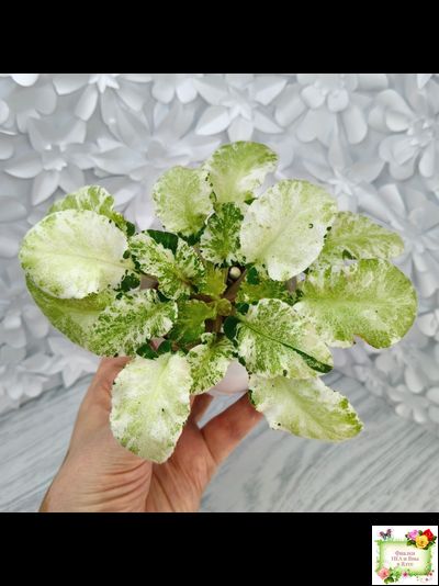 КНН-Крокус химерный спорт по листу