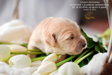 Девочка РОЗОВЫЙ ошейничек, 8 дней