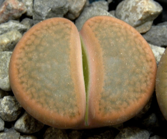 Lithops hookeri v.subfenestrata C175 (MG-1616.68)