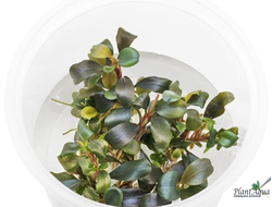 Буцефаландра Biblis Pink (меристемная) АЗИЯ