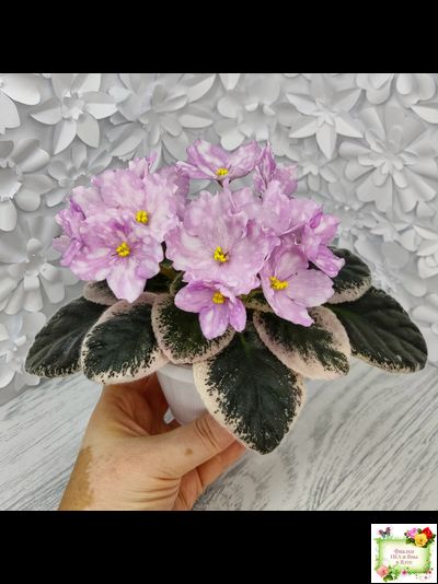 Rivermist Beguiling (J. Baker) (10971) 04/13/2018