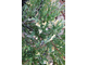Можжевельник горизонтальный Andora Variegata