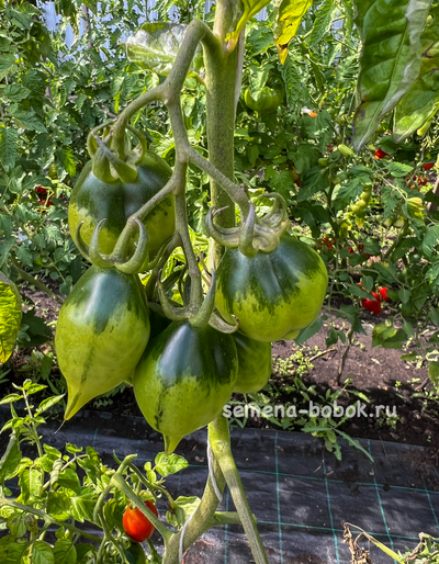 Томат Маленькое смущение Керстин (Kerstin`s piennolo), 10 шт