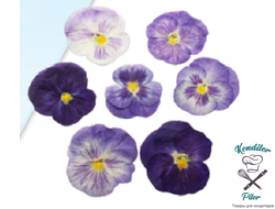 Виола обезвоженная Paradise Flower - Райский цветок (плоская), 5 шт