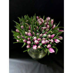 Тюльпаны пионовидные 51 шт
