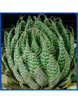 Aloe aristata