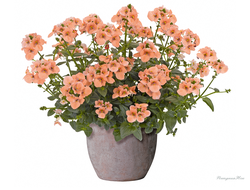 Диасция Diascia Elfjes Salmon XXL