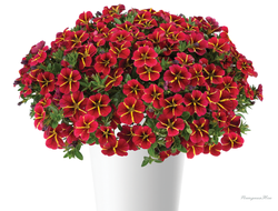 Калибрахоа Colibri Exotic Red Bling