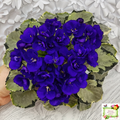 Harmony's Little Stinker-2 (Harmony) листовая химера