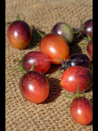 Томат Любушка, 10 шт