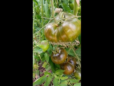 Томат Бифштекс Марши (Marsha's Starfighter Beefsteak)