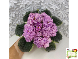 АВ-Розовое Шампанское (Фиалковод) 2020 г. (лист посажен 05.09.25)