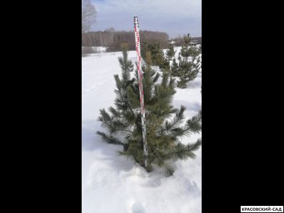 Кедр 6 метров