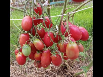 Томат Чио-чио-сан