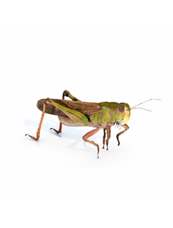 насекомые Саранча Q11465 1 all