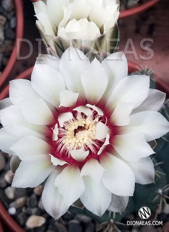 Gymnocalycium multiflorum