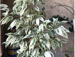 Ficus benjamina ‘Starlight’ / фикус старлайт