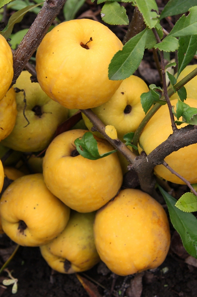 Айва (Хеномелес) средний Hollandia