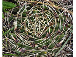 Gymnocalycium monvillei v.coloratum ? VG-1314 - 5 семян