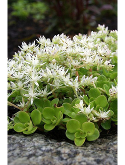 Очиток ложный Album (Седум)