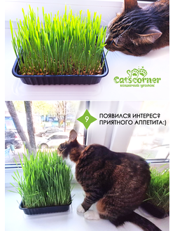 Набор "12 недель": одноразовый лоток для кошек и котят с наполнителем 3в1. Подарок - трава "микс" для выращивания