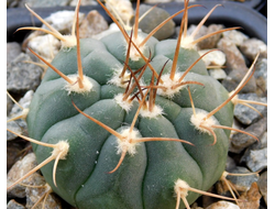 Gymnocalycium bayrianum Tom 326 (D=35 мм)