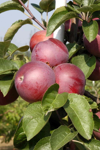 Яблоня Спартан (зимн.)