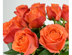 Хай интенз, Ч/Г.