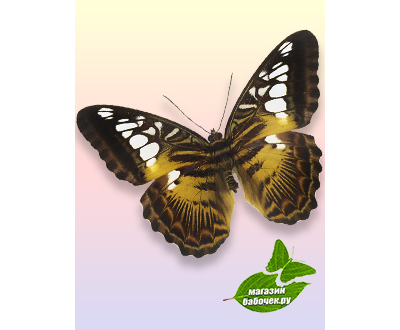 Сильвия тигровая 6-8 см