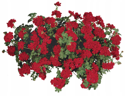 ПЕЛАРГОНИЯ КАШПО 4 ЛИТРА