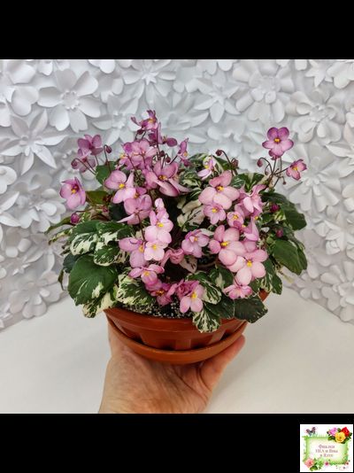 Mac&#039;s 1306-2 (G.McDonald) трейлер