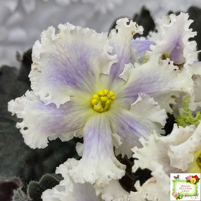 РМ-Золотой Берилл (Н.Скорнякова)