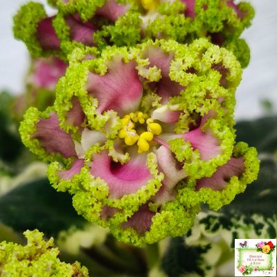 МТ-Античная Брошь (М. Тотиева) 2025 г.