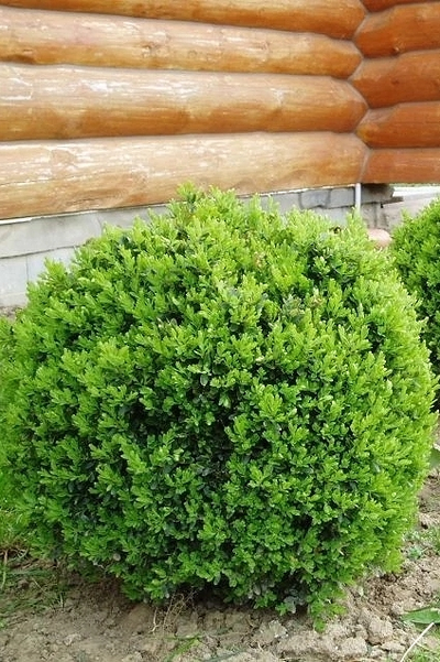 Самшит вечнозеленый