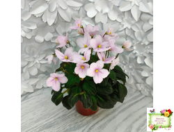 LV-Есть Время (Л. Шевелева) 2025 г. трейлер (клакамасный лонг)