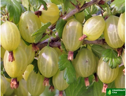 Крыжовник "Финский зеленый"