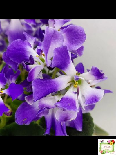 LV-Элизабет (Л. Шевелева) 2023 г.(лист посажен 29.01.26)