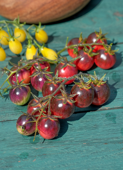 Томат Märchenglanz (Сказочный Блеск), 10 шт