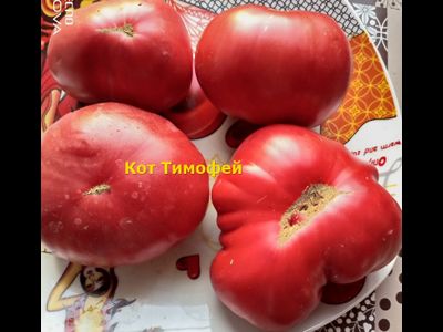 Томат Кот Тимофей
