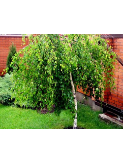 Береза повислая Youngii