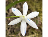 Scilla sibirica Светлана