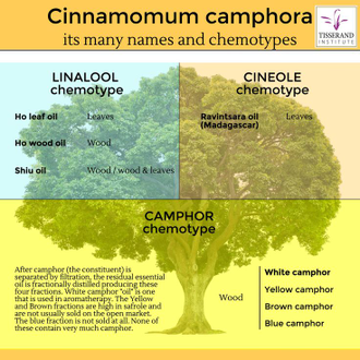 Равинтсара, Коричник камфорный (Cinnamomum Camphora CT cineol) 5 мл - 100% натуральное эфирное масло