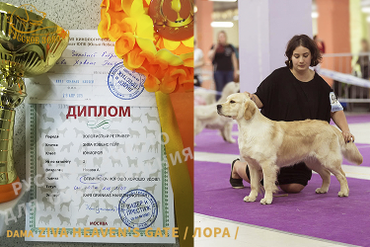 Монопородная выставка золотистых ретриверов РКФ-РФЛС РОО ЦЛЖ "Лидер и Престиж", г.Москва. Эксперт Kari Granaas Hansen /Норвегия/.
Лора, 16 мес /Ziva Heaven's Gate/, класс юниоров - заслуженно получила свои отлично, CW, ЮПК, ЛЮ, ЛПП.