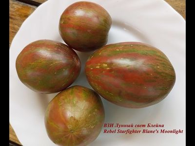 ВЗИ Лунный свет Блейна (RS Blaine's Moonlight)